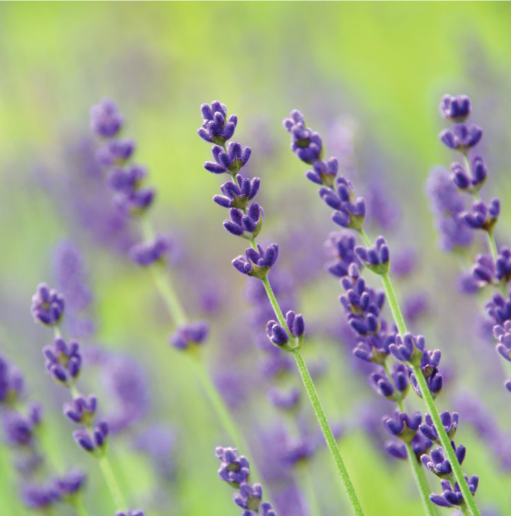 Lavender Plants