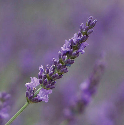 Lavender Plants - Pre-Order