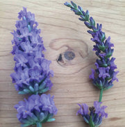 Lavender Plants - Pre-Order
